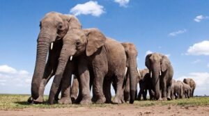 उत्तराखंड में हाथी सुरक्षा दीवार बनाने पर फंसा पेंच, 1960 से पहले के राजस्व रिकॉर्ड लापता