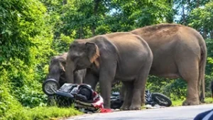 उत्तराखंड के कोटद्वार में हाथियों का तांडव, चिंघाड़ते हुए लोगों के पीछे दौड़…कई वाहनों को तोड़ा